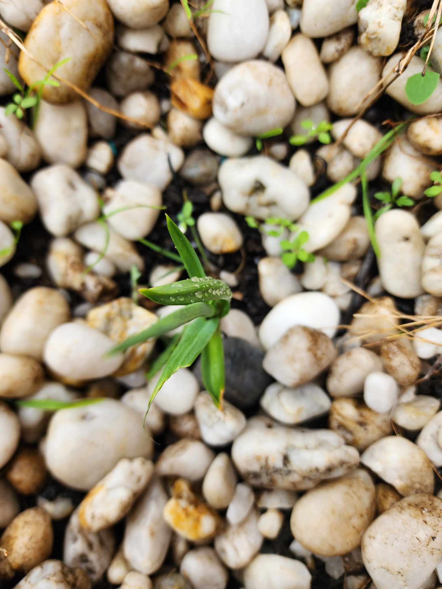 Growing garlic.. Trâm chụp.